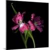 Pink Frazzle-Magda Indigo-Mounted Photographic Print