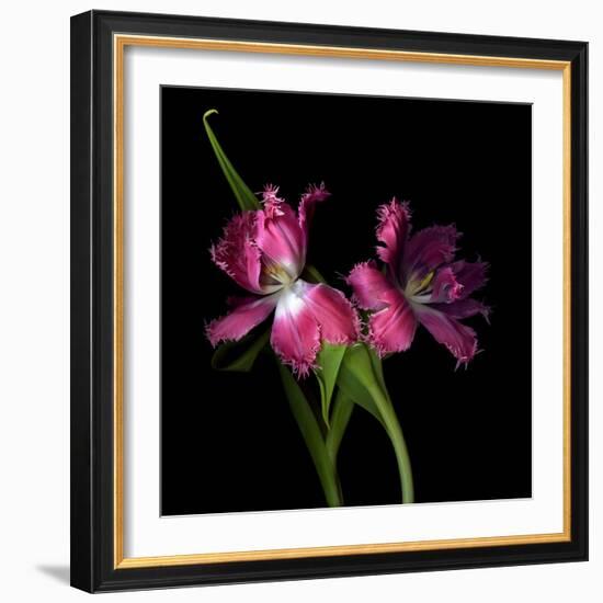 Pink Frazzle-Magda Indigo-Framed Photographic Print