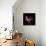 Pink Frazzle-Magda Indigo-Photographic Print displayed on a wall