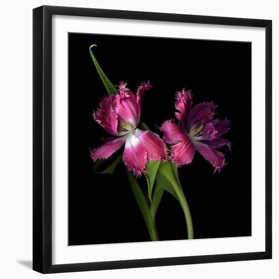 Pink Frazzle-Magda Indigo-Framed Photographic Print