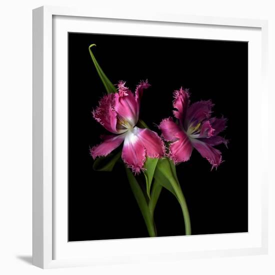 Pink Frazzle-Magda Indigo-Framed Photographic Print