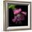 Pink Frazzled Tulip-Magda Indigo-Framed Photographic Print