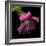 Pink Frazzled Tulip-Magda Indigo-Framed Photographic Print