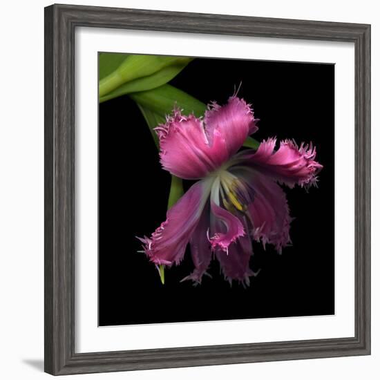 Pink Frazzled Tulip-Magda Indigo-Framed Photographic Print