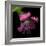 Pink Frazzled Tulip-Magda Indigo-Framed Photographic Print