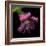 Pink Frazzled Tulip-Magda Indigo-Framed Photographic Print