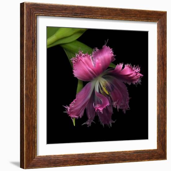 Pink Frazzled Tulip-Magda Indigo-Framed Photographic Print