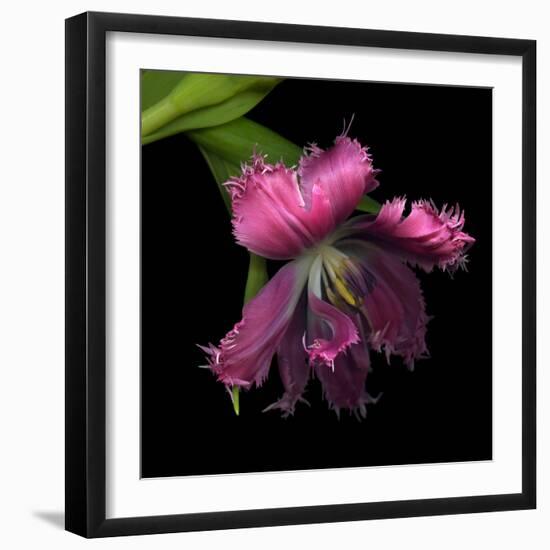 Pink Frazzled Tulip-Magda Indigo-Framed Photographic Print