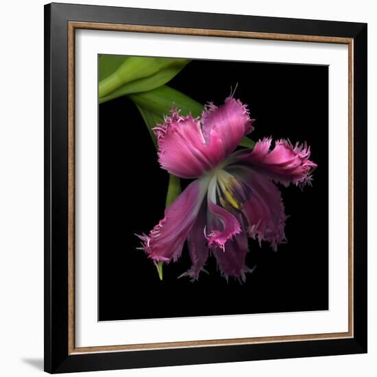 Pink Frazzled Tulip-Magda Indigo-Framed Photographic Print