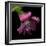 Pink Frazzled Tulip-Magda Indigo-Framed Photographic Print