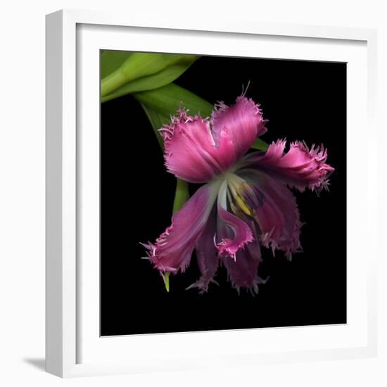 Pink Frazzled Tulip-Magda Indigo-Framed Photographic Print