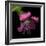 Pink Frazzled Tulip-Magda Indigo-Framed Photographic Print