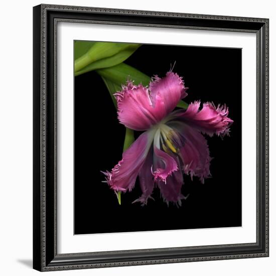 Pink Frazzled Tulip-Magda Indigo-Framed Photographic Print