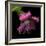 Pink Frazzled Tulip-Magda Indigo-Framed Photographic Print