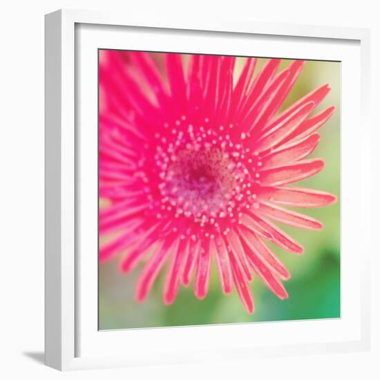 Pink Fun I-Susan Bryant-Framed Photographic Print