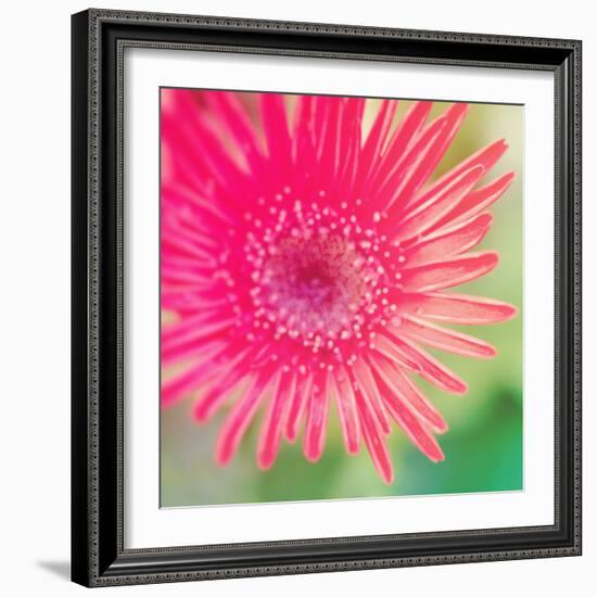 Pink Fun I-Susan Bryant-Framed Photographic Print