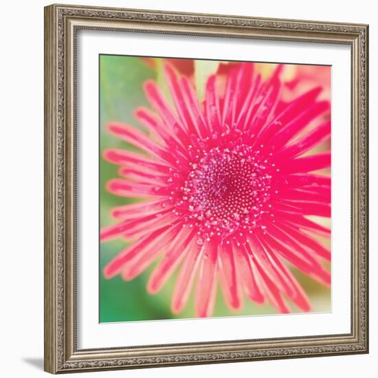 Pink Fun II-Susan Bryant-Framed Photographic Print