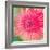 Pink Fun II-Susan Bryant-Framed Photographic Print