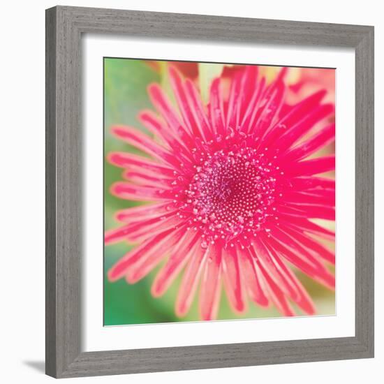 Pink Fun II-Susan Bryant-Framed Photographic Print