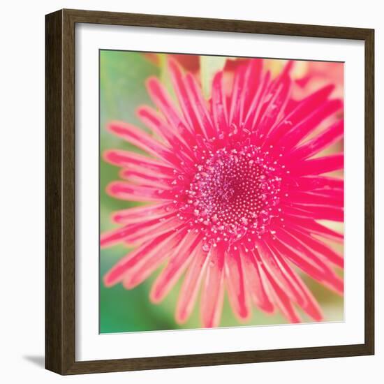 Pink Fun II-Susan Bryant-Framed Photographic Print