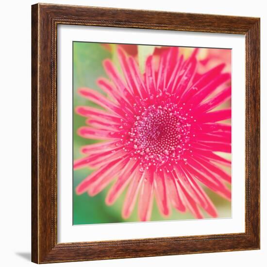 Pink Fun II-Susan Bryant-Framed Photographic Print