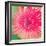 Pink Fun II-Susan Bryant-Framed Photographic Print