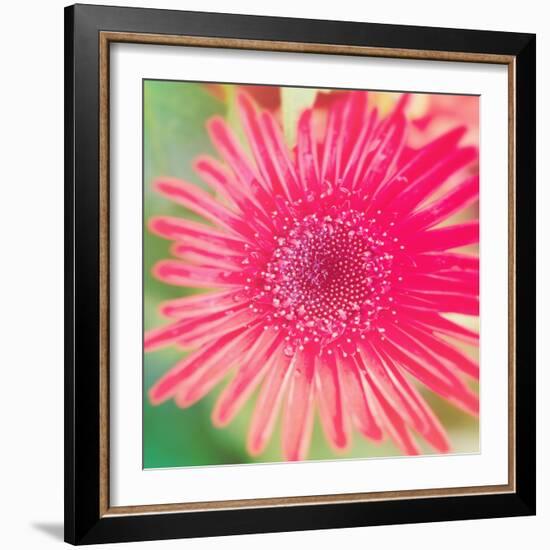 Pink Fun II-Susan Bryant-Framed Photographic Print