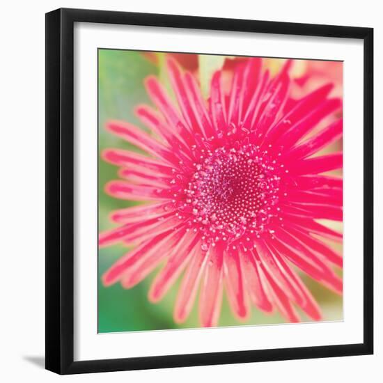 Pink Fun II-Susan Bryant-Framed Photographic Print