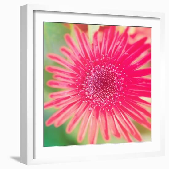 Pink Fun II-Susan Bryant-Framed Photographic Print