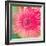 Pink Fun II-Susan Bryant-Framed Photographic Print