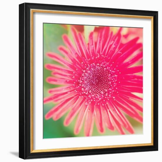 Pink Fun II-Susan Bryant-Framed Photographic Print