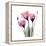 Pink Gentian-Albert Koetsier-Framed Stretched Canvas