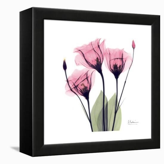 Pink Gentian-Albert Koetsier-Framed Stretched Canvas