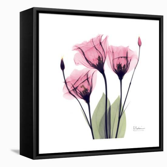 Pink Gentian-Albert Koetsier-Framed Stretched Canvas