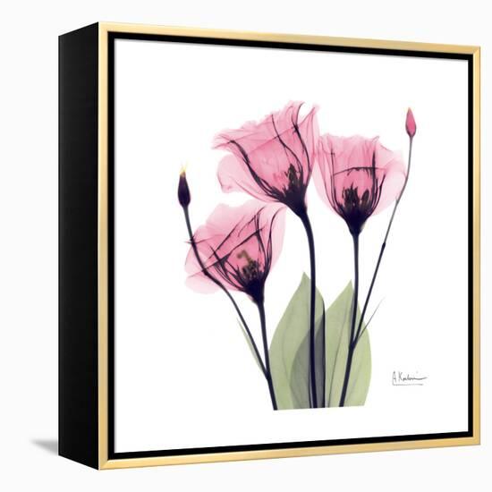 Pink Gentian-Albert Koetsier-Framed Stretched Canvas