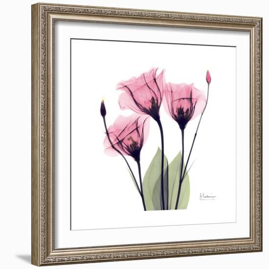 Pink Gentian-Albert Koetsier-Framed Art Print