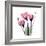 Pink Gentian-Albert Koetsier-Framed Art Print