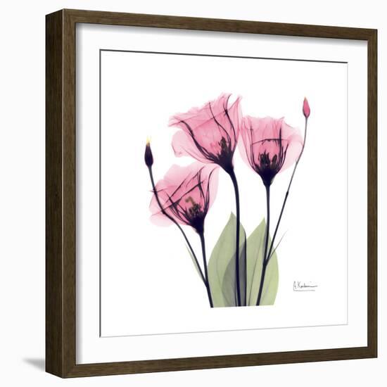 Pink Gentian-Albert Koetsier-Framed Art Print