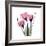 Pink Gentian-Albert Koetsier-Framed Art Print