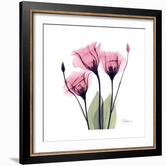 Pink Gentian-Albert Koetsier-Framed Art Print