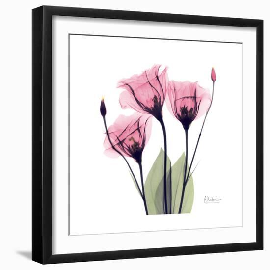 Pink Gentian-Albert Koetsier-Framed Art Print