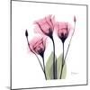 Pink Gentian-Albert Koetsier-Mounted Art Print