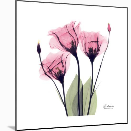 Pink Gentian-Albert Koetsier-Mounted Art Print