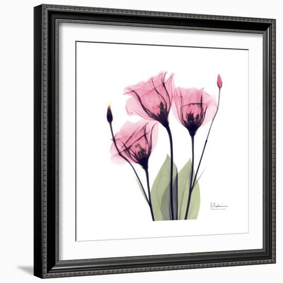 Pink Gentian-Albert Koetsier-Framed Art Print