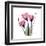 Pink Gentian-Albert Koetsier-Framed Art Print