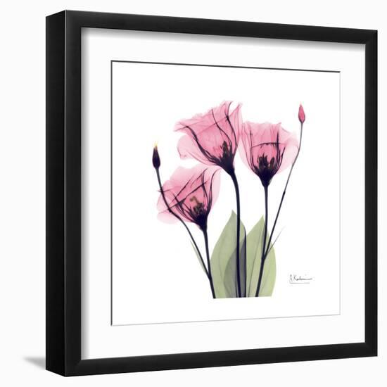 Pink Gentian-Albert Koetsier-Framed Art Print