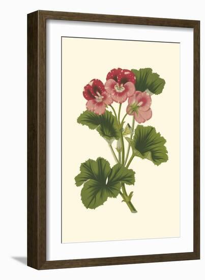 Pink Geranium I-Van Houtt-Framed Art Print