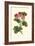 Pink Geranium I-Van Houtt-Framed Art Print