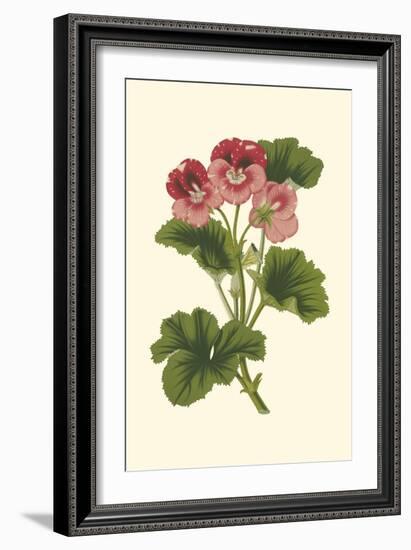 Pink Geranium I-Van Houtt-Framed Art Print