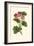 Pink Geranium I-Van Houtt-Framed Art Print